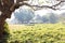 At sunrise, the leaves are green and the branches Plumeria