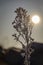 Sunrise lighting up this hoar frost covered plant in calm landscape