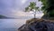 Sunrise at the lone tree on Babbacombe Beach, near Torquay, Devon