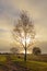 Sunrise through low clouds at autumn colored tree