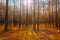 Sunrise in Magic Autumn Coniferous Forest