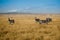 Sunrise with majestic zebras in Tsavo East National Park, Kenya