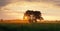 Sunrise with meadow pine trees and high grass with dew.