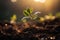 Sunrise miracle, plant sprouts, morning rays nurture, natures gentle rebirth