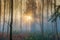 Sunrise Misty forest.  Beautiful landscape of nature