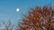 Sunrise Moon on Carolina Blue Sky