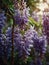 Sunrise morning dew realistic photography of a wisteria flowers ai generated