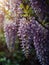 Sunrise morning dew realistic photography of a wisteria flowers ai generated
