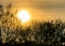 Sunrise in the morning mist at a pond in Lower Saxony, black tree shade with fine branches in front of the rising sun.