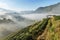 Sunrise in the morning with white fog at green terraced tea plantation 2000 Doi Ang khang the north of Thailand
