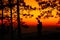 Sunrise and mountain pine tree silhouette people man in the morn