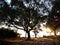 Sunrise and olive trees