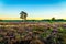 Sunrise ove the Heather Fields with blooming Purple Calluna Heathers on the Ermelose Heide