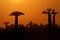 Sunrise over Baobab trees