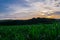 Sunrise over Bulgarian green cornfield
