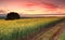 Sunrise over Canola fields