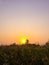 Sunrise over cornfield