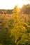 Sunrise over country field and roadside flowers