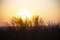 A Sunrise over a dead tree at Outback city of Broken Hill, New South Wales, Australia.