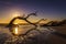 Sunrise Over Driftwood Beach - Jekyll Island