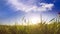 Sunrise over a field. Grass close-up.