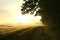 sunrise over a field in misty spring weather silhouettes of trees at the edge of a wheat field with a dirt road leading to the