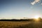 Sunrise over a field of ripening wheat