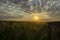 Sunrise over a field of wheat