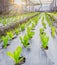 Sunrise over a field of young fresh green maize plants