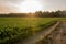 Sunrise over a field of young maize plants