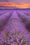 Sunrise over fields of lavender in the Provence, France