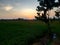 Sunrise over Indonesian rice fields