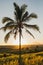 Sunrise over Jatiluwih rice terraces palm view. Popular tourist landmark in Bali