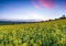 Sunrise over Mustard Seed Fields