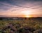 Sunrise over the purple heather in the new forest, Hampshire