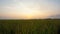 Sunrise over rice paddy field in Tanjung Karang, Selangor, Malaysia.