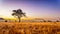 Sunrise over the savanna and grass fields in central Kruger National Park