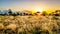 Sunrise over the savanna and grass fields in central Kruger National Park