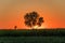 Sunrise over the soya and corn field and one tree in the Pannonian Plain