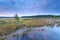 Sunrise over swamp with wild cotton grass