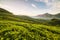 Sunrise over tea plantations in Munnar