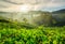 Sunrise over tea plantations in Munnar