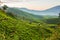 Sunrise over tea plantations in Munnar