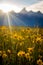 Sunrise over the Tetons and wildflowers