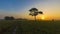 Sunrise over Time lapse motion Single Tree with clouds over the rice field