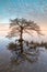 Sunrise over Tree on Currituck Sound NC