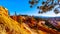 Sunrise over the Vermilion Colored Hoodoos along the Navajo Trail in Bryce Canyon National Park, Utah