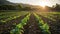 Sunrise Over a Young Cabbage Field