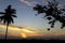 Sunrise and palm tree and cows in Sri Lanka