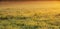 Sunrise Panoramic Spring background with copy space